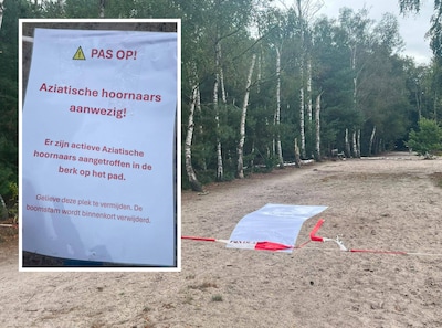 Hoornaar belaagt wandelaars en boswachters, wandelpad in Heerde tijdelijk afgezet