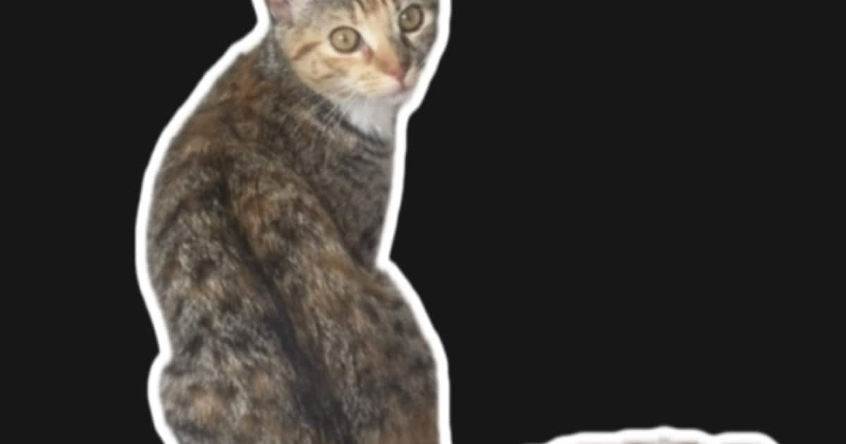 Heb jij Sookie gezien? Dit huisdier wordt in Bergen op Zoom vermist