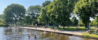 Haarlem warns of botulism in warm weather, do not touch dead animals