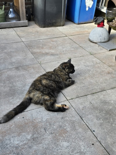 Heb jij Frenkie, Jaxx of Kiwi gezien? Deze vier huisdieren worden in Zwolle vermist