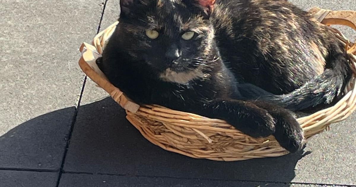 Heb jij Snuitje gezien? Dit huisdier wordt in Roerdalen vermist