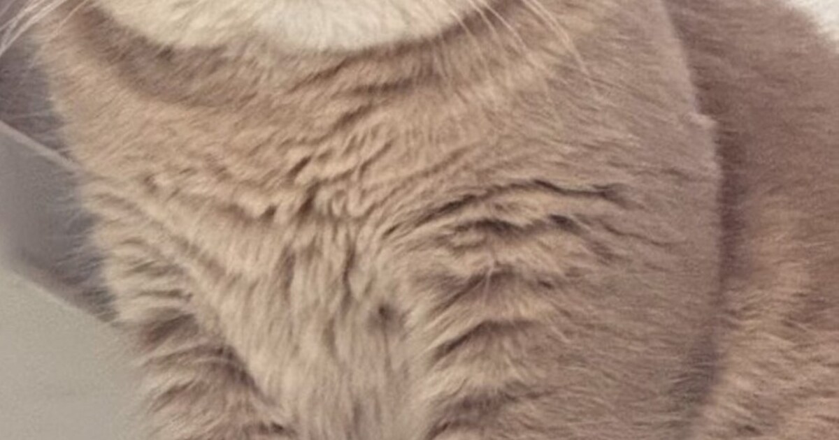 Heb jij Lily of Bisou gezien? Deze twee huisdieren worden in Leusden vermist