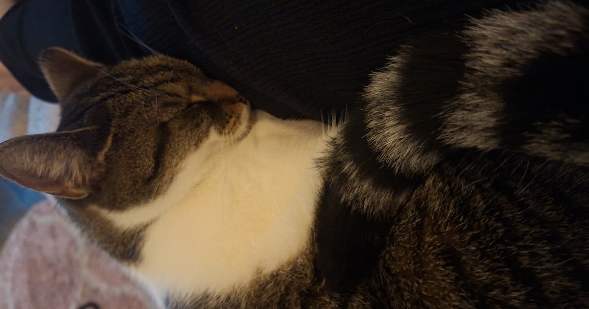 Heb jij Rosa of Polly gezien? Deze twee huisdieren worden in Nieuwegein vermist