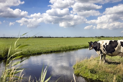 Kabinet in actie tegen speculatieve grondhandel, zoals in Amsterdam-Noord, waar stukken weiland aan 
