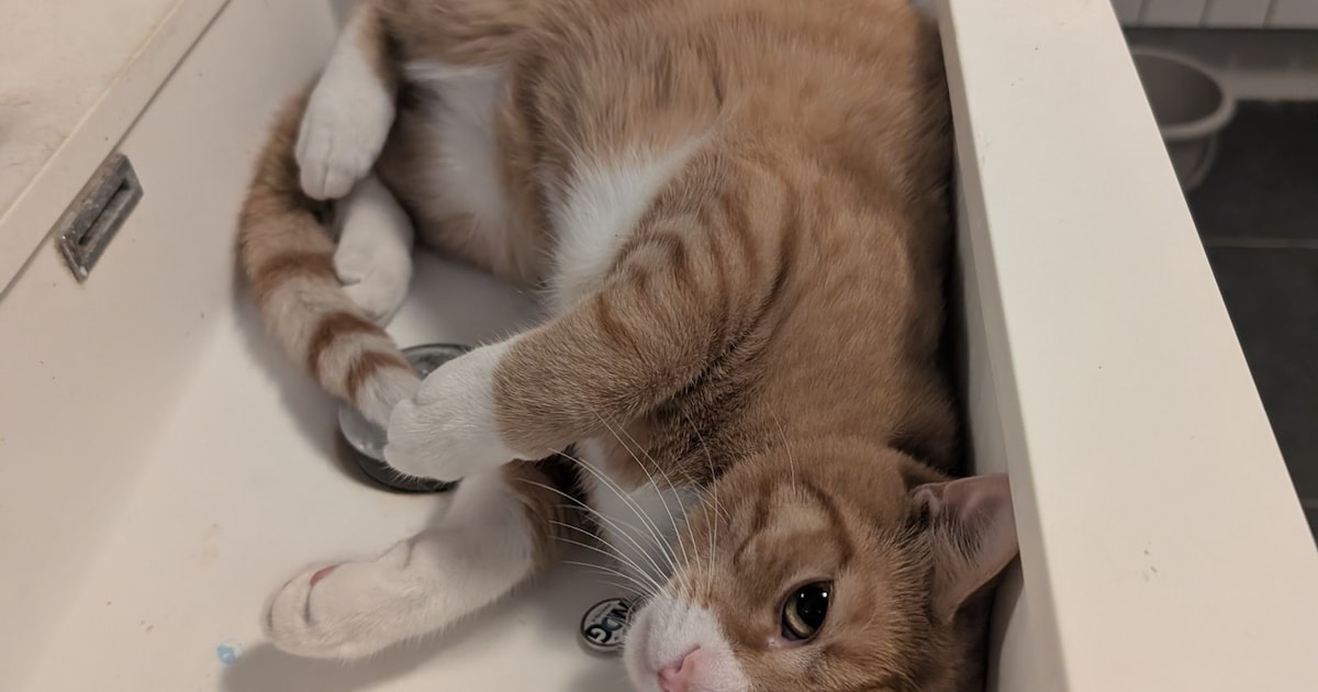 Heb jij Milo gezien? Dit huisdier wordt in Boxtel vermist