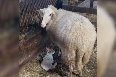 Lammetjesdag op de Ederheide en bij Natuurcentrum De Ginkel