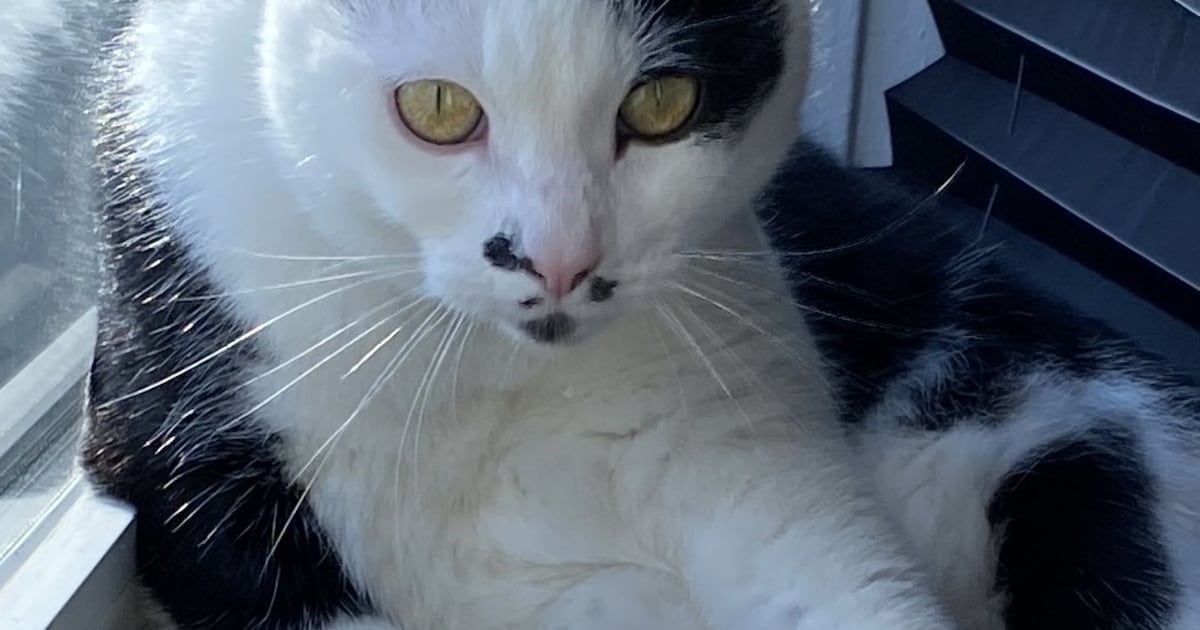 Heb jij Fokke of Djano gezien? Deze twee huisdieren worden in Maastricht vermist