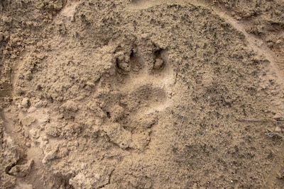 Wandeling speuren naar sporen in Ede