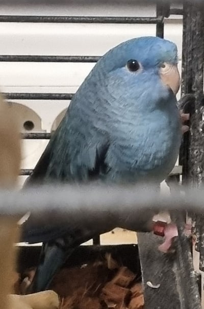 Heb jij Joey gezien? Dit huisdier wordt in Delft vermist