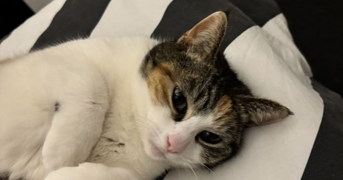 Heb jij Sweety gezien? Dit huisdier wordt in Wormerland vermist