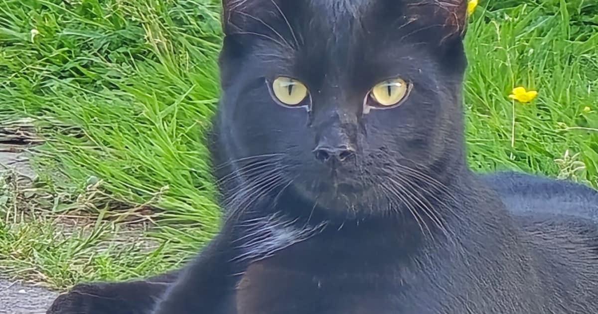Heb jij Falco, Nessie of Ollie gezien? Deze drie huisdieren worden in Beekdaelen vermist
