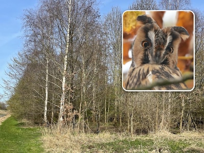 Ransuilnesten mogen mogelijk ‘opzettelijk worden vernield’ in Broekpolder