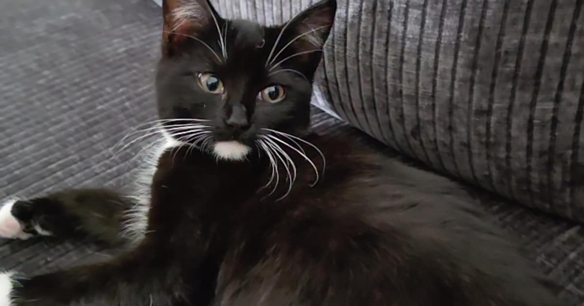 Heb jij Diva gezien? Dit huisdier wordt in Noord-Beveland vermist