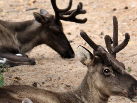 Q-koorts ontdekt bij rendieren na miskramen in dierentuin Kerkrade, RIVM waarschuwt bezoekers