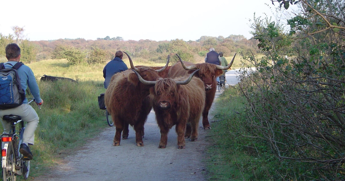 Fietssafari Natuurbeleving Veluwezoom in Rheden