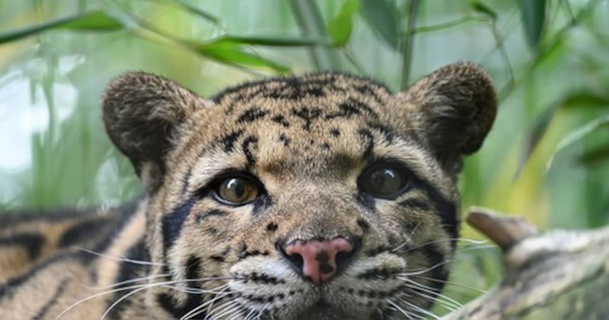 Zeldzame panter overlijdt bij paring in dierenpark Zie-ZOO in Volkel