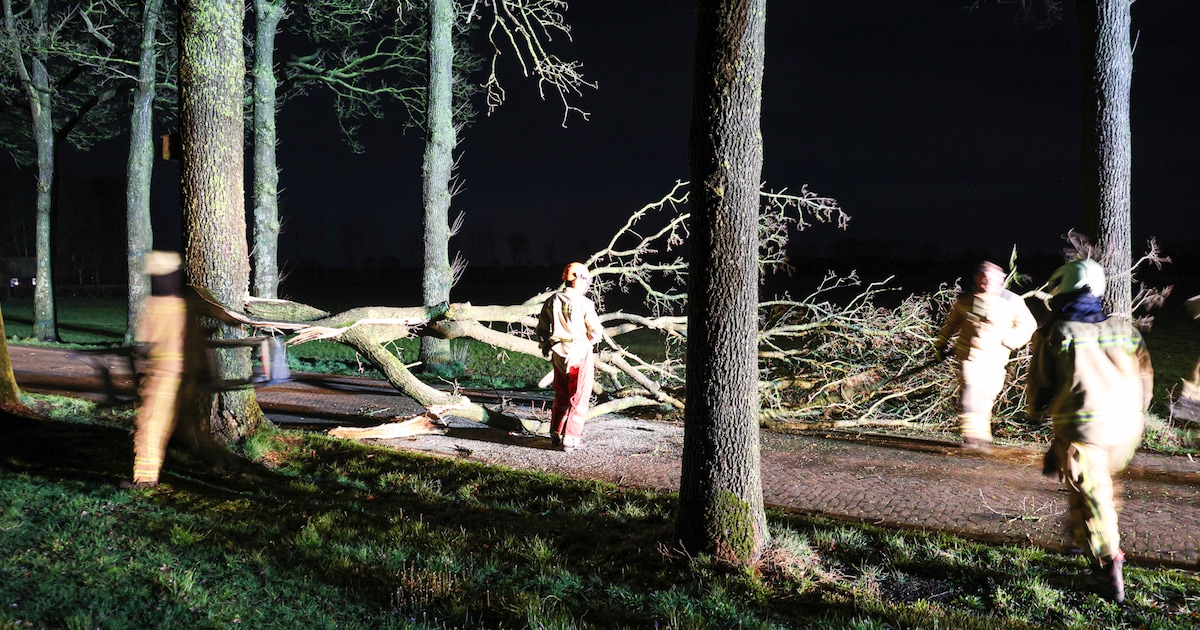 Grote tak blokkeert weg in Dwingeloo