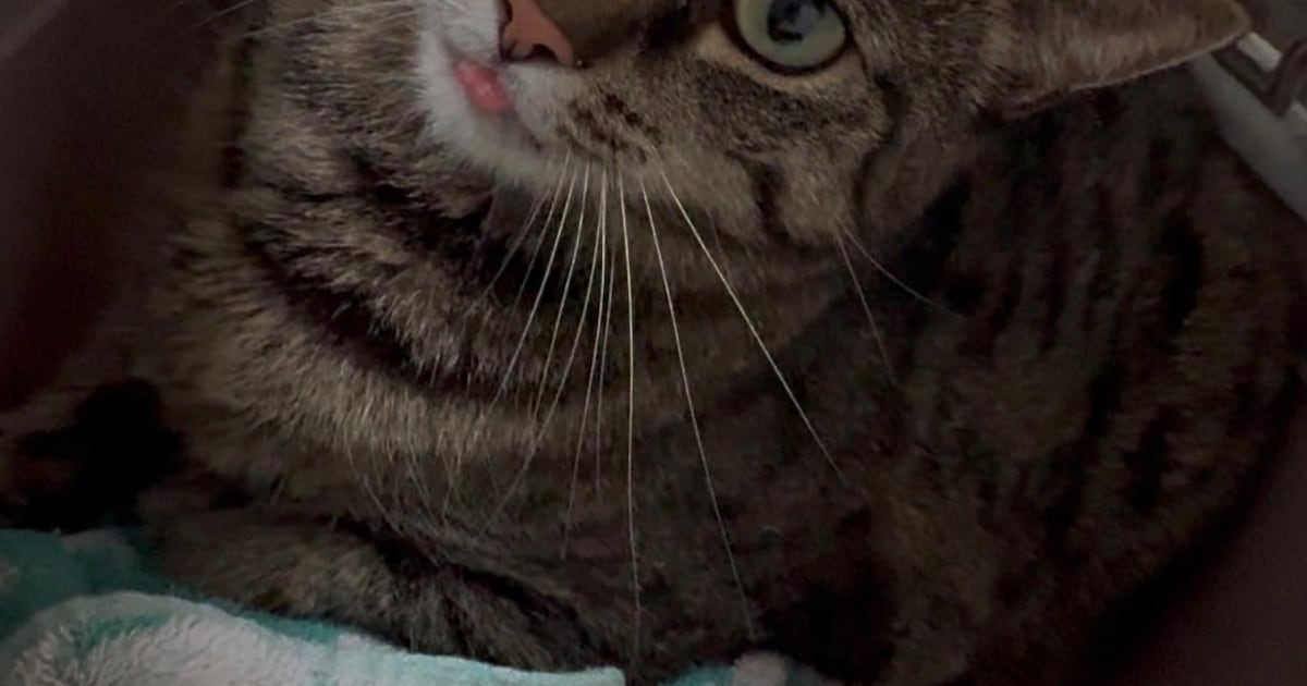 Heb jij Tommie, Pamuk of Pixy gezien? Deze drie huisdieren worden in Helmond vermist