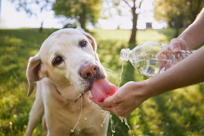 Pootje baden en ijsjes eten: stuur ons jouw leukste Twentse hittefoto!
