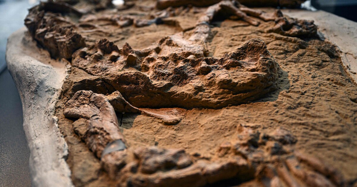 Fossiel van 10 miljoen jaar oude zeekrokodil in Peru ontdekt ...