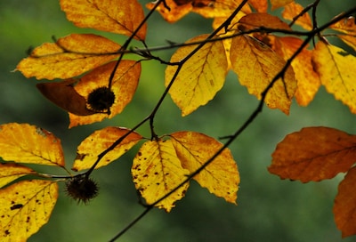 Coach houdt herfstwandeling in Velp