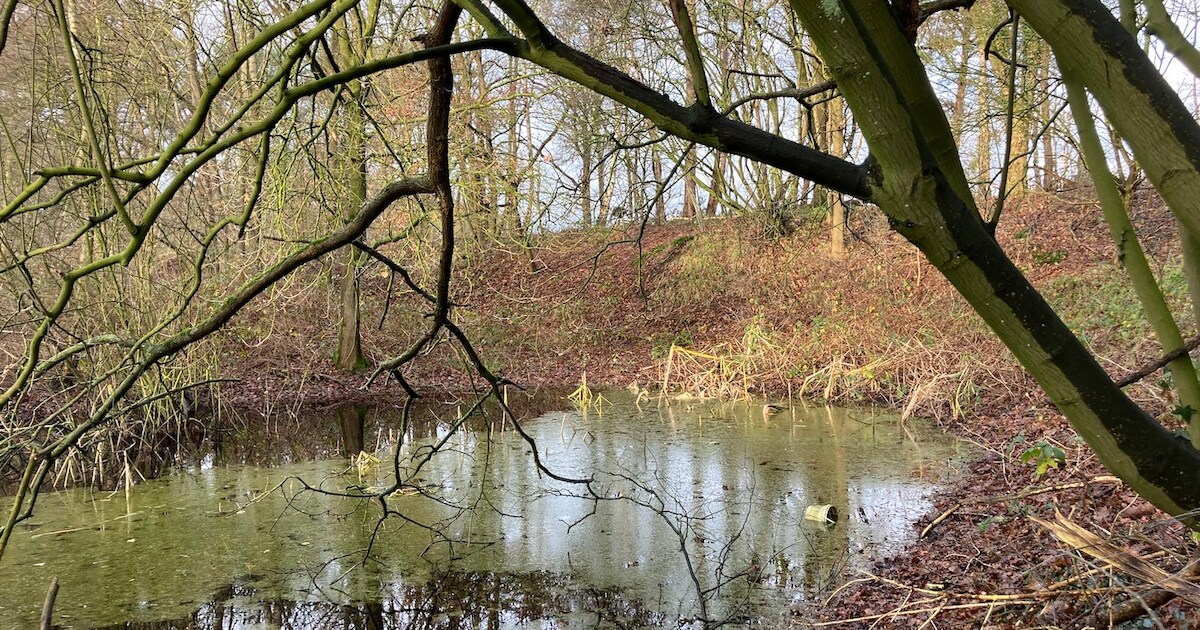 Bospoel moet natuurbeleving versterken op pad bij Sibculo: ‘Provincie zal met groene vlag zwaaien’