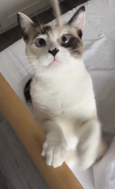 Heb jij Nazli of Binkie gezien? Deze twee huisdieren worden in Helmond vermist