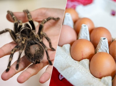 Van een denkbeeldige spin tot dooierloze eieren: zo werden lezers op 1 april in de maling genomen