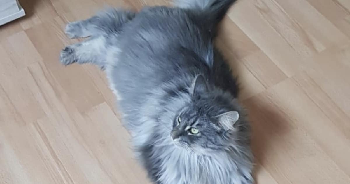 Heb jij Naya gezien? Dit huisdier wordt in Papendrecht vermist
