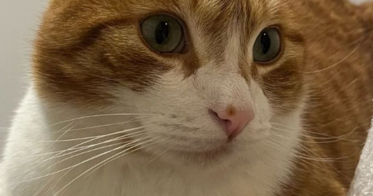 Heb jij Guus gezien? Dit huisdier wordt in Peel en Maas vermist