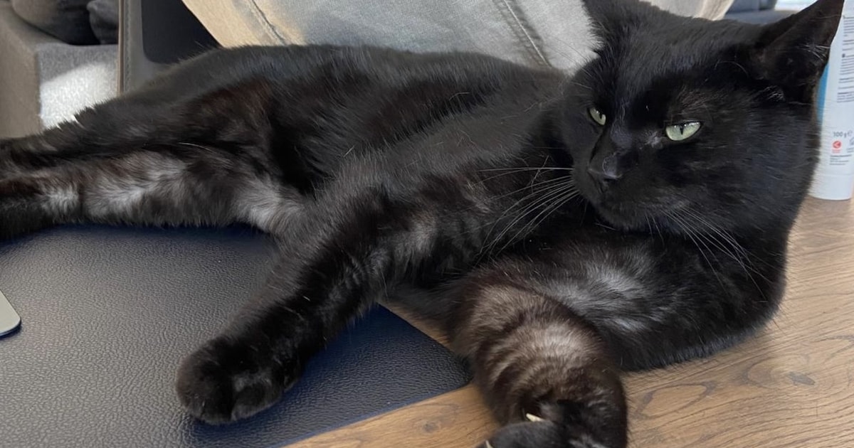 Heb jij Henk of Dorus gezien? Deze twee huisdieren worden in Haarlemmermeer vermist