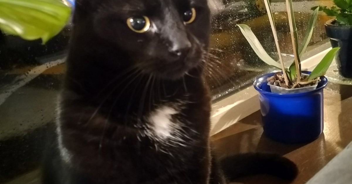 Heb jij Arie, Mia of Ravi gezien? Deze drie huisdieren worden in Koggenland vermist