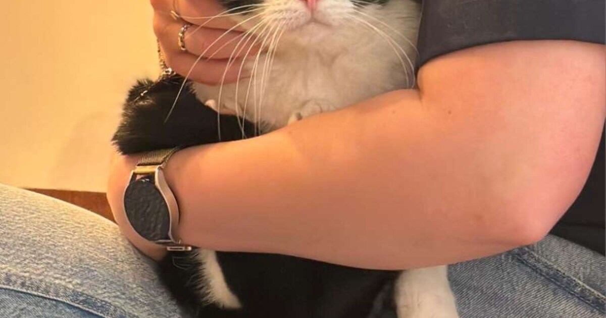 Heb jij Nacho, Joep of Snuffie gezien? Deze vijf huisdieren worden in Schagen vermist