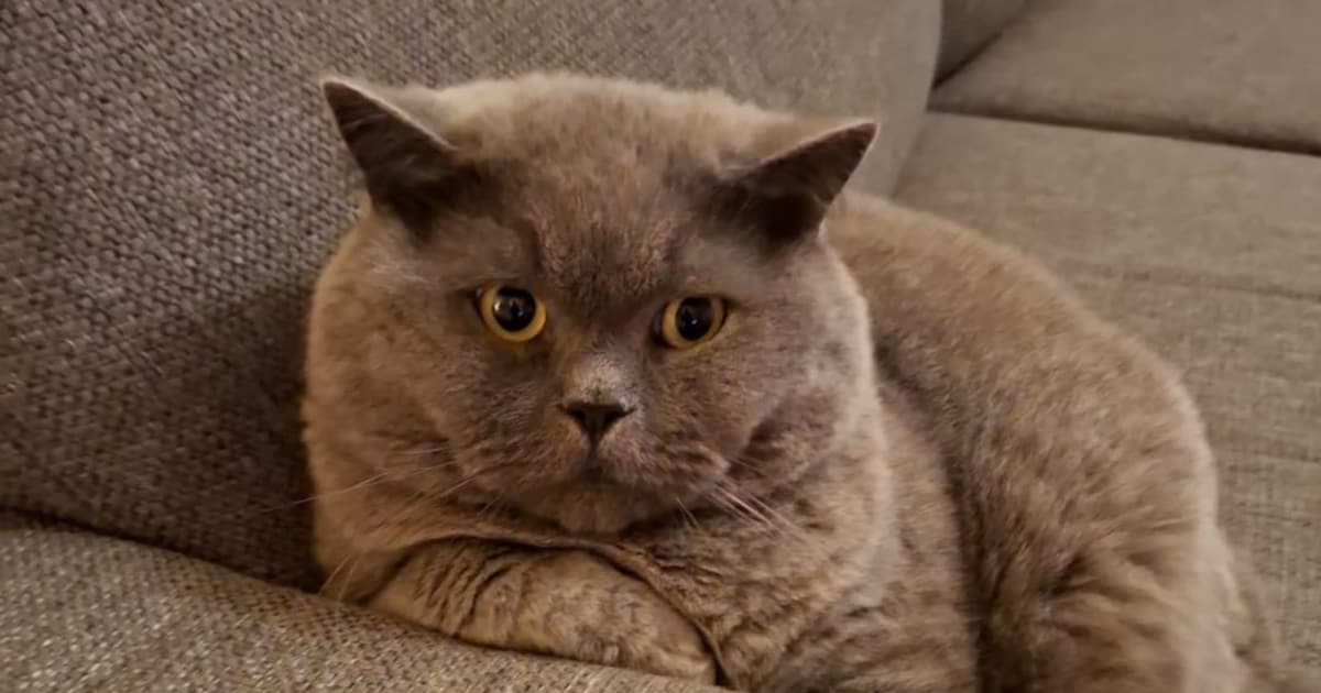 Heb jij Scrappy, Ktyumel of Bobby gezien? Deze vier huisdieren worden in Tynaarlo vermist