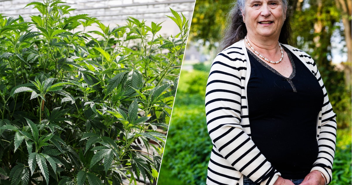 Wietproef gaat door, omwonenden wanhopig: ‘Kleinkinderen komen niet meer langs’