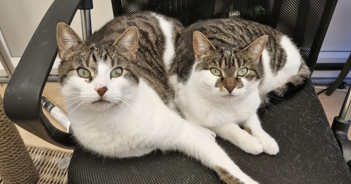 Heb jij Tim of Flash gezien? Deze twee huisdieren worden in Leudal vermist