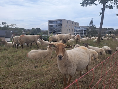 De ‘schapies’ zijn weer terug op het talud bij station Barendrecht