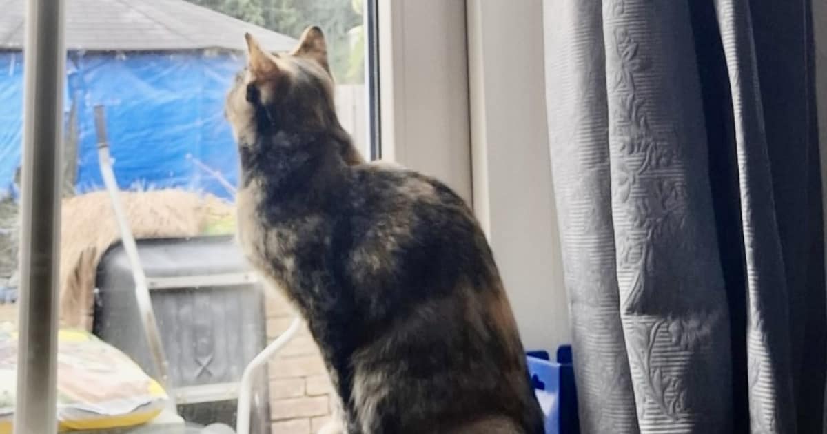 Heb jij Willow gezien? Dit huisdier wordt in Roerdalen vermist
