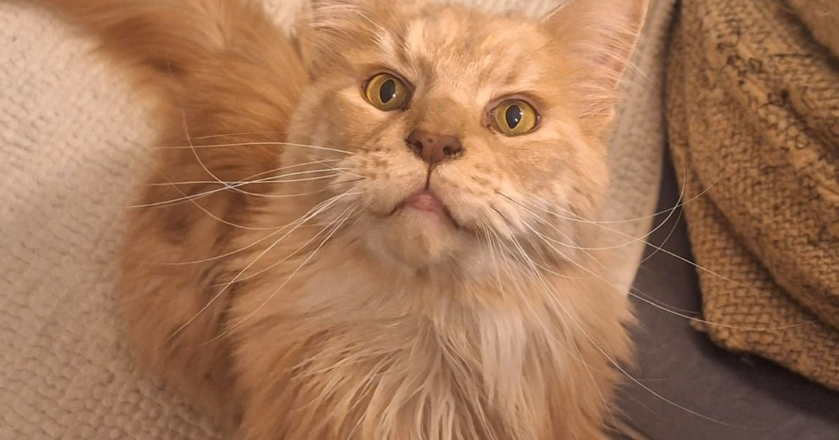 Heb jij Oskar gezien? Dit huisdier wordt in Leiden vermist