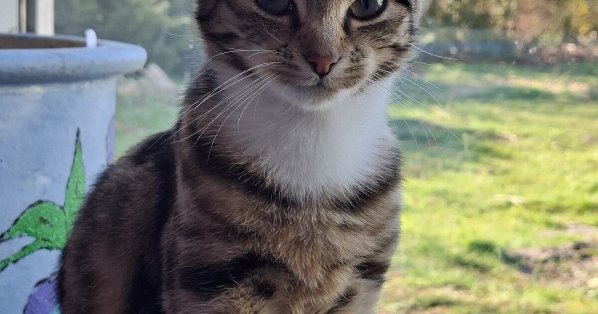 Heb jij Tijger gezien? Dit huisdier wordt in Tynaarlo vermist