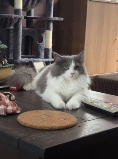 Heb jij Nino, Mango Honey Drops of Simba gezien? Deze 10 huisdieren worden in Nijmegen vermist