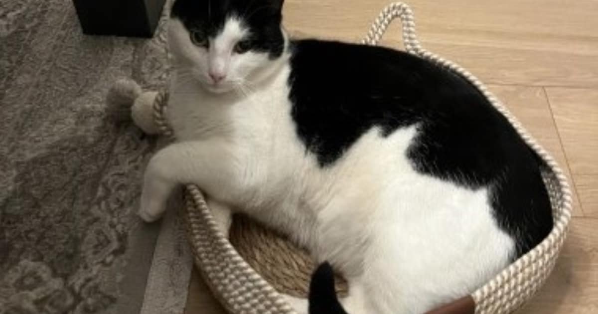 Heb jij Jupiter of Fluffy gezien? Deze twee huisdieren worden in Dongen vermist