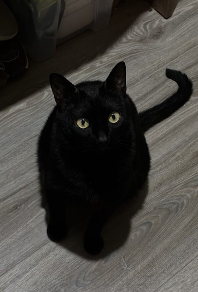 Heb jij Esso, Luna of Mathilda gezien? Deze drie huisdieren worden in Wageningen vermist