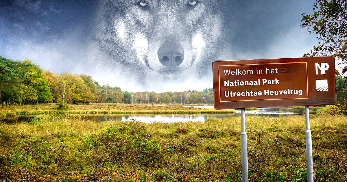Wat wil jij nog weten over de wolf? Laat het ons weten! | Utrecht | AD.nl