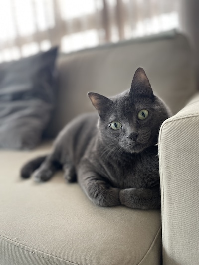 Heb jij Muffin, Mima of Bully gezien? Deze 10 huisdieren worden in Eindhoven vermist