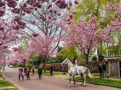 Hoge Boekelerweg in Enschede trekt volop bezoekers door bloeiende bloesem