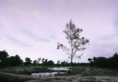 In Laarbeek gaat het zowel goed als slecht met de natuur: ‘Met menselijk ingrijpen is veel te redden