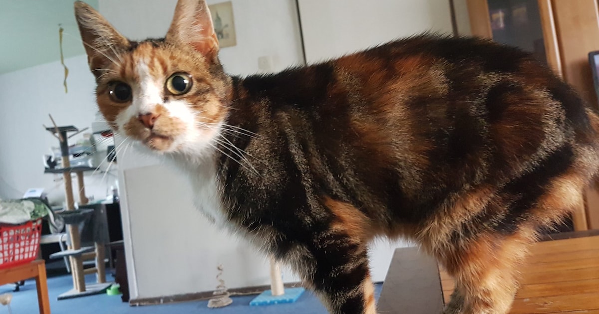 Heb jij Bassie, Lex of Nino gezien? Deze zes huisdieren worden in Noordenveld vermist