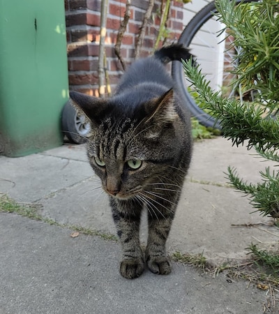 Heb jij Spencer gezien? Dit huisdier wordt in Wageningen vermist
