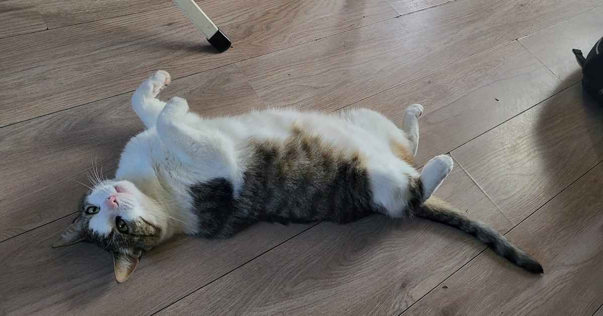 Heb jij Joshi of Mino gezien? Deze twee huisdieren worden in Heusden vermist